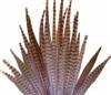 Pheasant Feathers
